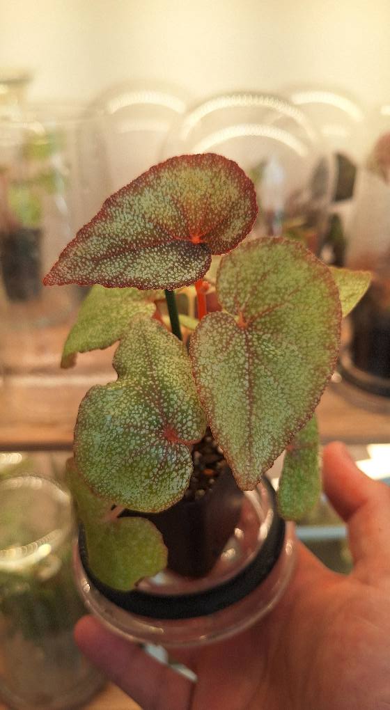 Begonia integrifolia